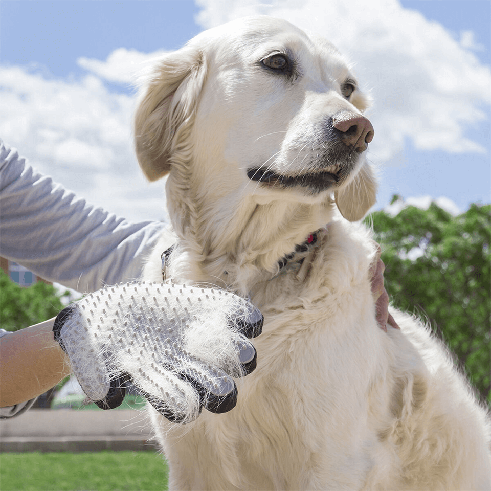 Gant de brossage et massage 2en1 pour chat et chien InnovaGoods – Image 3