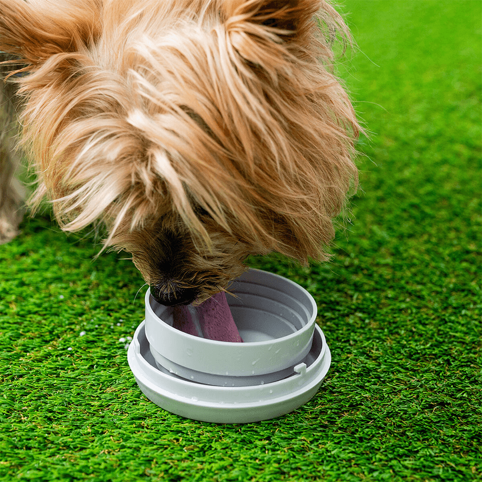 Laisse de chien rétractable 6en1 InnovaGoods – Image 6